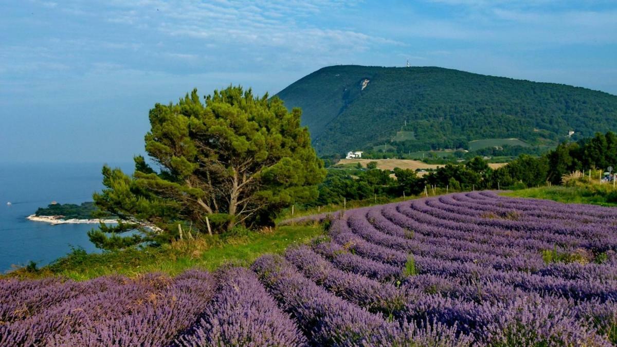 La Violetta Villa Camerano Luaran gambar